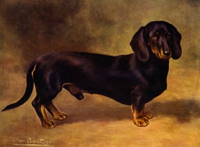 The Dachshund Earl Satin by Lilian Cheviot